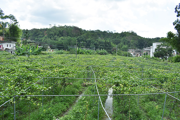 吉鴻基地