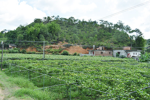 吉鴻基地