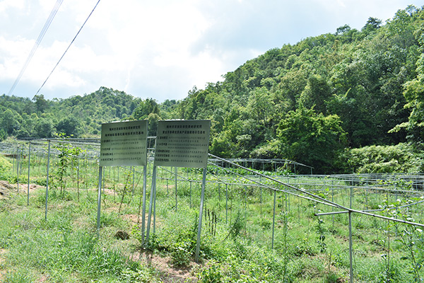 吉鴻基地