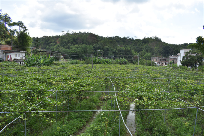 吉鴻基地