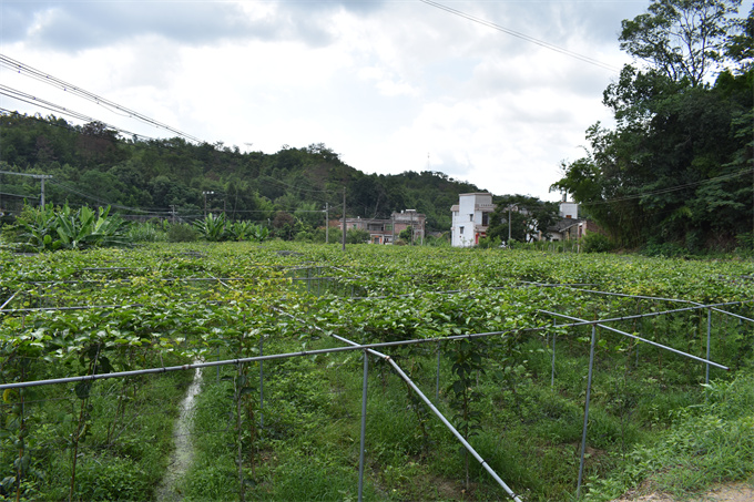 吉鴻基地