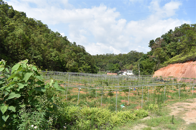 吉鴻基地